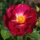 il de flor