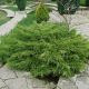 Juniperus pf. Pfitz. Compacta