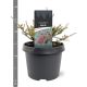 Podocarpus lawrencei Red Tip