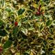 Ilex aquifolium 'Argentea Marginata'