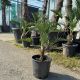 Trachycarpus wagnerianus – japanska lepezasta palma u vrtu