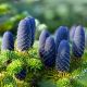 Abies Nordmandiana