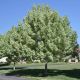 Acer negundo Variegatum