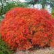 Acer palmatum Dissectum