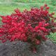 Euonymus alatus 