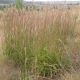 Andropogon gerardii