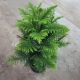 Araucaria heterophylla