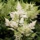 Astilbe Younique White