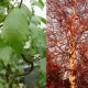 Betula pendula Spider Alley – uska breza sa visećim granama i belom korom