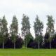 Betula pendula ‘Laciniata’ – ukrasna breza sa duboko usečenim listovima