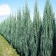 Juniperus scop. Blue Arrow
