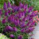 buddleja butterfly candy purple