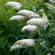buddleja white profusion