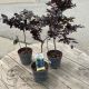 Fagus sylvatica Rohan Weeping