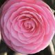 camellia mrs. tingley