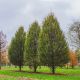 Carpinus betulus 'Fastigiata' – stubasti grab sa uspravnom krošnjom