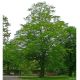 Carpinus betulus Grab – listopadno drvo sa gustim zelenim lišćem