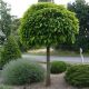 Kuglasta katalpa Catalpa bignonioides Nana – Rasadnik Topalović