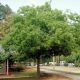 Celtis australis drvo u pejzažu