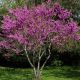 Cercis siliquastrum – Judejsko drvo sadnica