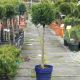 Chamaecyparis I. 'White Spot'
