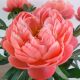 Paeonia Coral Charm cvet