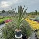 Cordyline australis  Cnoc Mint