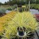 Cordyline australis  ’Lime Passion’