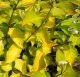 Cornus alba Aurea