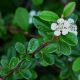 Cotoneaster dammeri