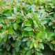 Cotoneaster dammeri