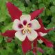 aquilegia crimson star