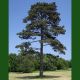 Pinus nigra Marie Bregeon