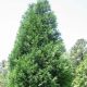 Cupressocyparis leylandii Oger – sadnice čempresa za ogradu