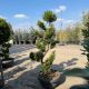 Cupressocyparis leylandii (bonsai)