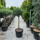 Cupressus arizonica Fastigiata-Kalem 100cm