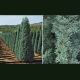 Cupressus arizonica Fastigiata