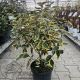 Elaeagnus ebbingei ‘Gilt Edge’ sadnica u saksiji
