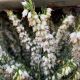 Erica carnea - WHITE 