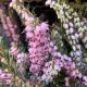 Erica carnea - PINK