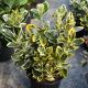 Euonymus japonica Twins