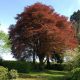 Fagus sylvatica