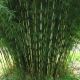 Fargesia robusta ‘Formidable’ sadnica