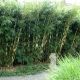 Fargesia robusta ‘Pingwu’ – Elegantni neinvazivni bambus | Rasadnik Topalović