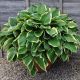 Hosta Aureomarginata