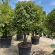 Photinia × fraseri Red Robin 