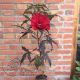 Hibiscus moscheutos Carrousel 'Giant Red' Barski ili Močvarni Hibiskus