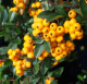 Pyracantha coccinea 'Golden Charmer' vatreni grm