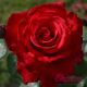 Grand Amor (Grande Amore®)