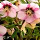 Helleborus orientalis
